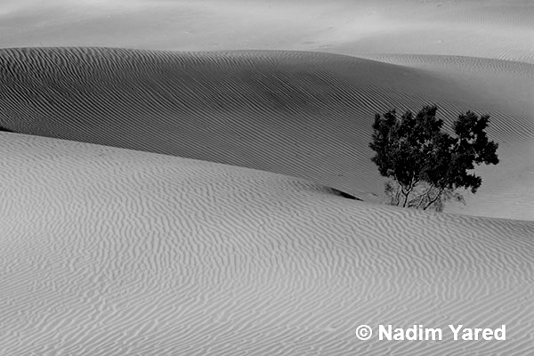 Sand Dunes, Death Valley, CA, USA