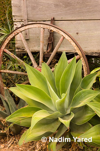 Agave Plant, Old Town San Diego State Historic Park, CA