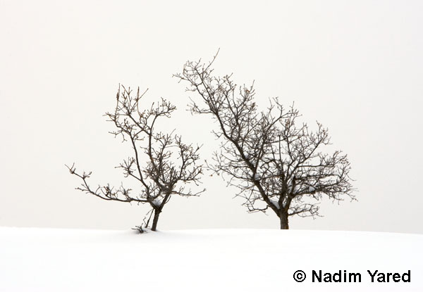 Trees in the Snow, Steamboat Spring, Colorado, USA