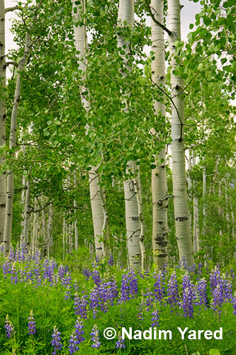 Aspen and Lupine, Crested Butte, Colorado, USA 