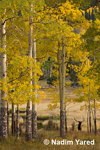 Elk below yellow aspen trees, Rocky Moutain NP, Colorado