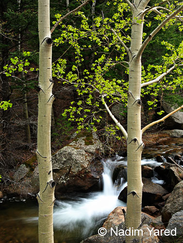 Spring Aspen Trees and River, Ward, Colorado
