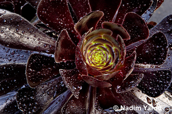 Black Dewdrops, Paihia, New Zealand