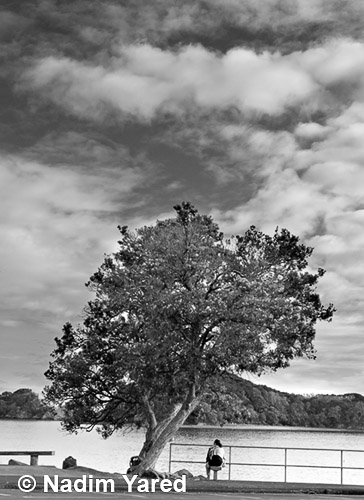 Contemplation, Paihia, New Zealand