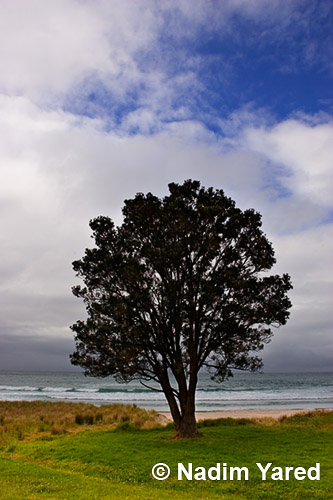 Lonely Tree, New Zealand