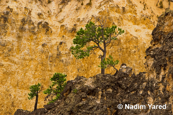 Dancing Pines, Yellow Stone NP, Wyoming