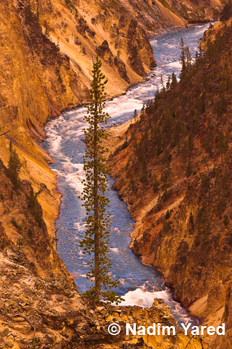 Lone Tree, Yellowstone NP, Wyoming, USA