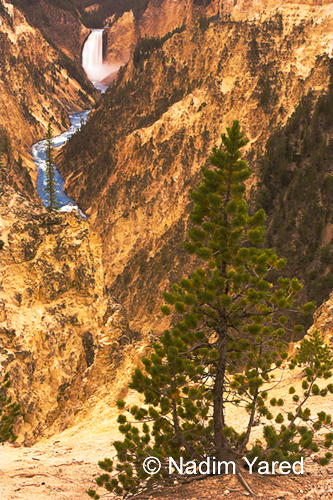 Yellowstone Falls, Yellowstone NP, WY, USA